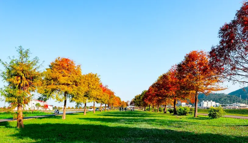 宜蘭落羽松景點