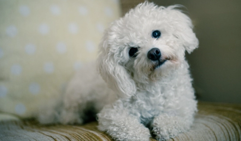 狗肺積水 存活時間