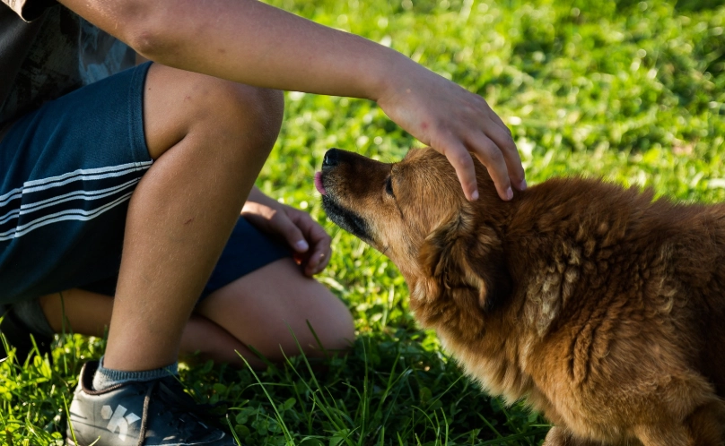 狗狗行為矯正 狗狗行為矯正