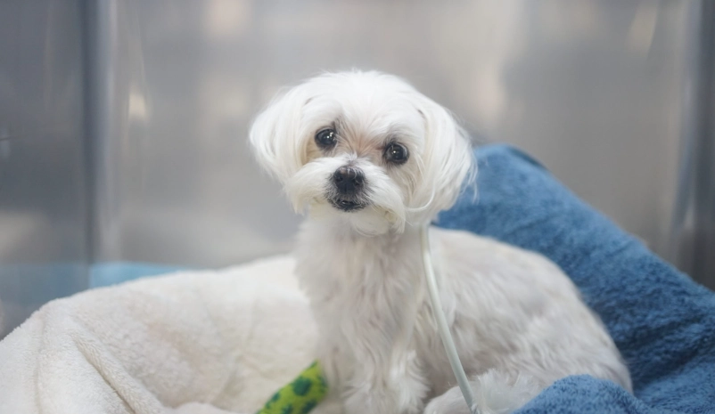 狗肺積水可以活多久