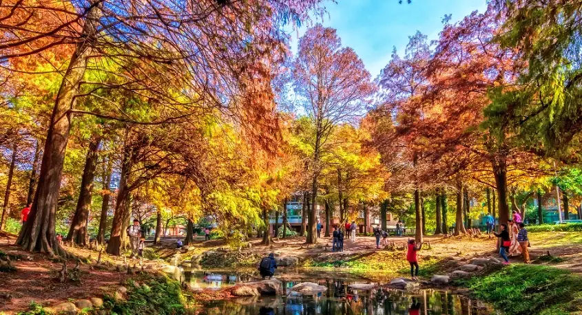 宜蘭落羽松景點