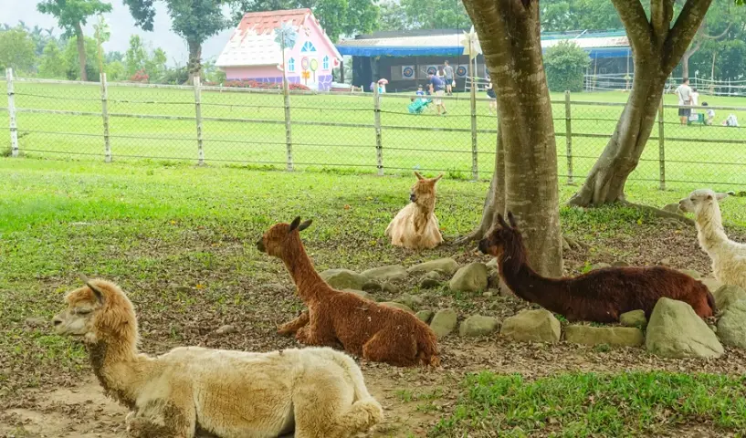 寵物友善農場 嘉義 寵物友善農場 嘉義