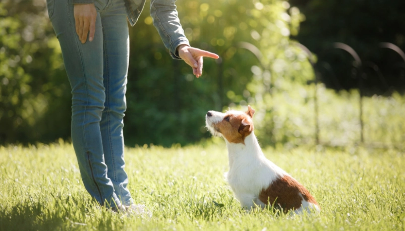 正向訓練 正向訓練