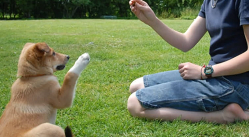 正向訓練 正向訓練