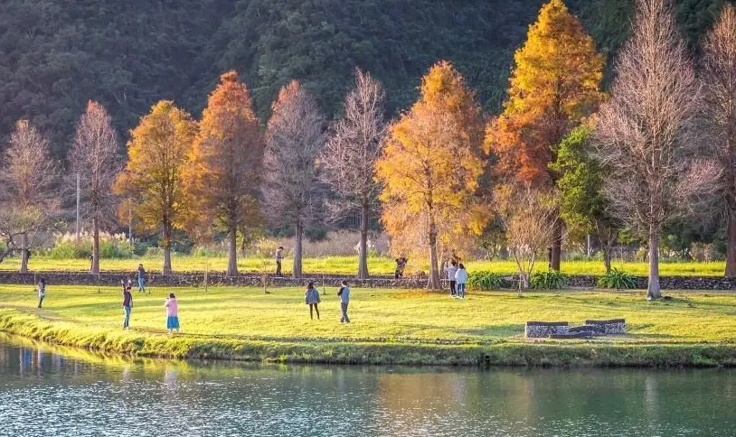宜蘭落羽松景點