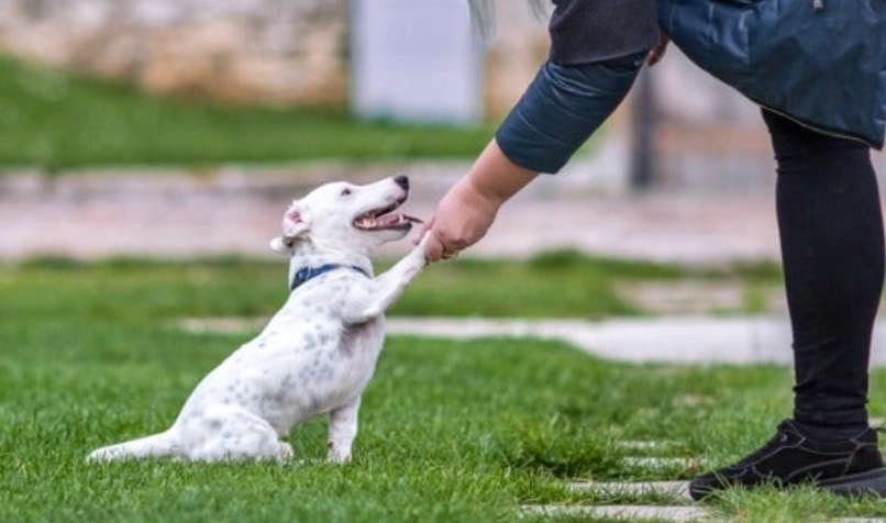 狗狗行為矯正 狗狗行為矯正