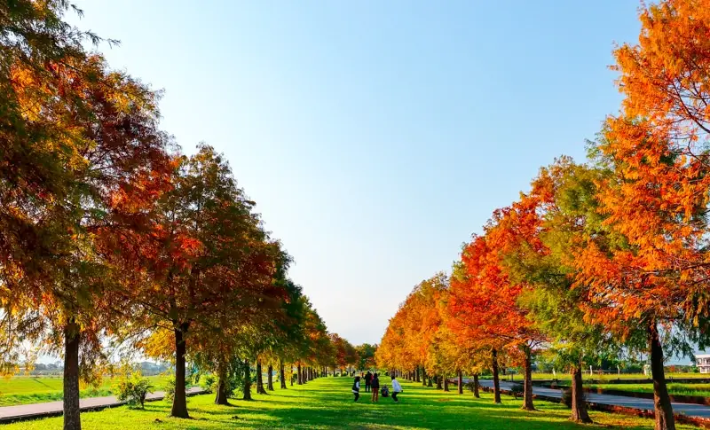 宜蘭落羽松季節