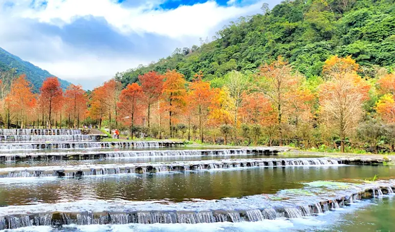 宜蘭落羽松季節