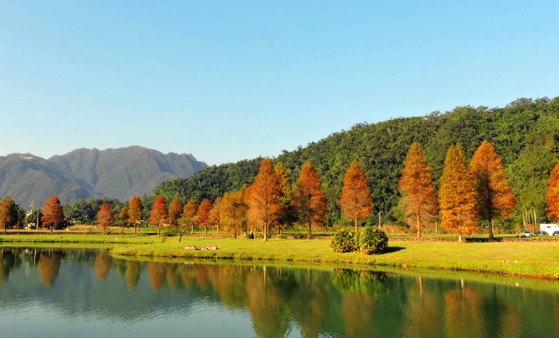 宜蘭落羽松季節