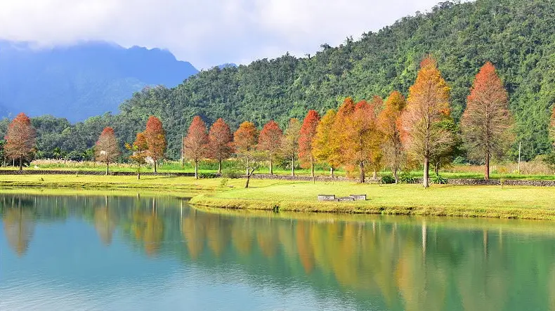 宜蘭落羽松季節