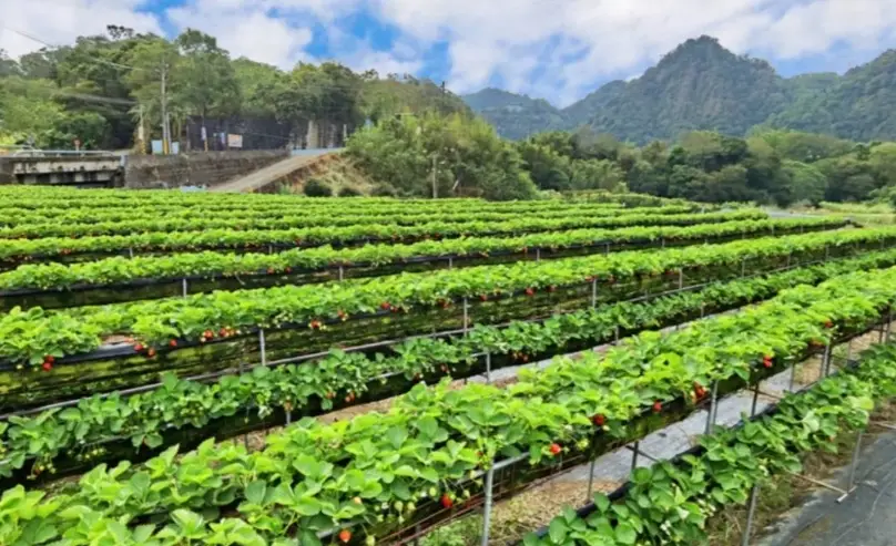 大湖草莓園推薦
