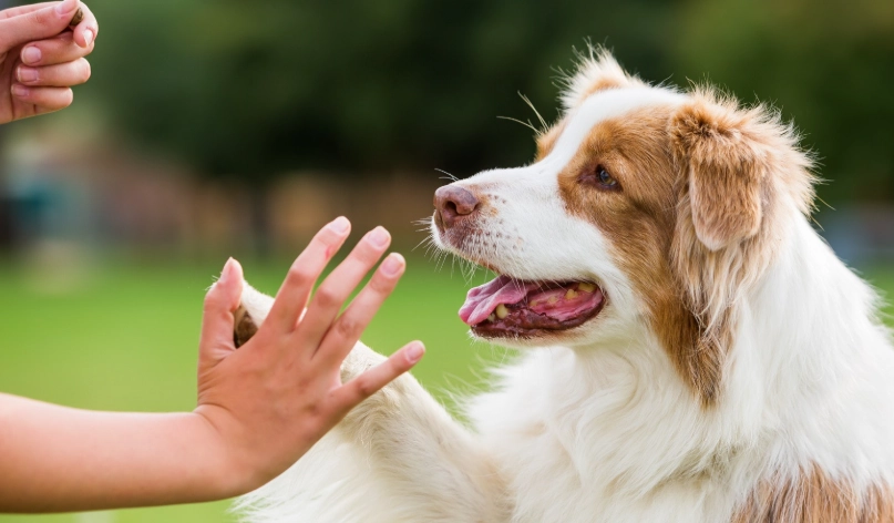 狗狗行為矯正 狗狗行為矯正
