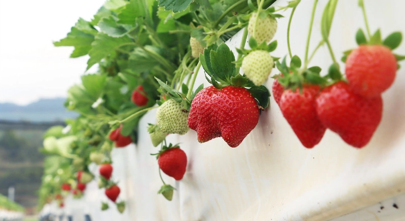 大湖草莓季時間