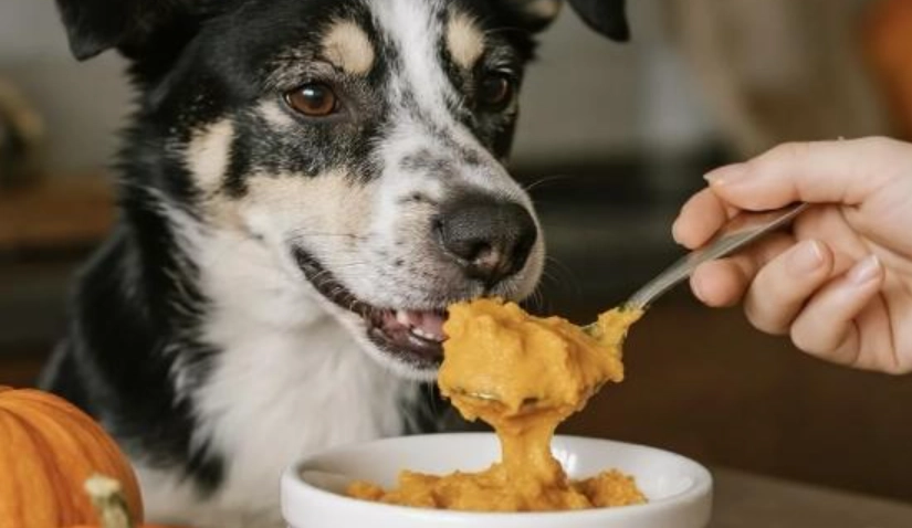 狗狗腸胃不適食物