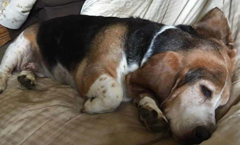 狗狗拉肚子飲食