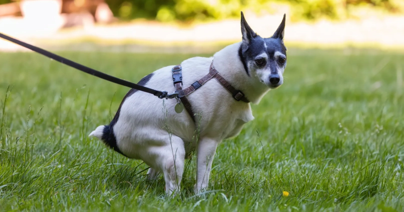 狗狗腸胃不適食物