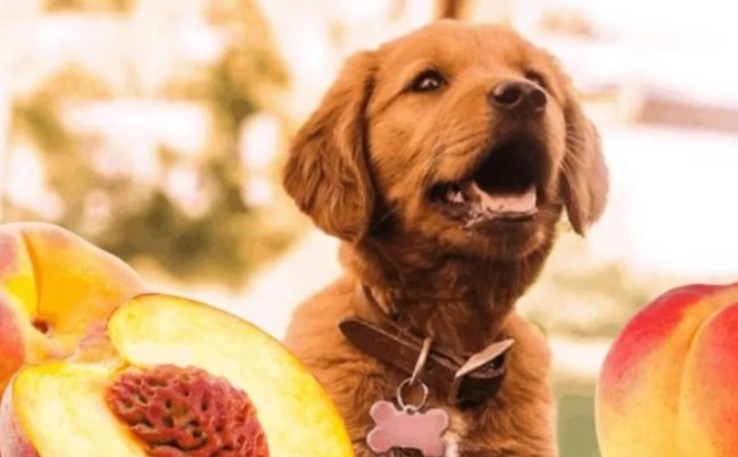 狗狗可以吃水蜜桃嗎