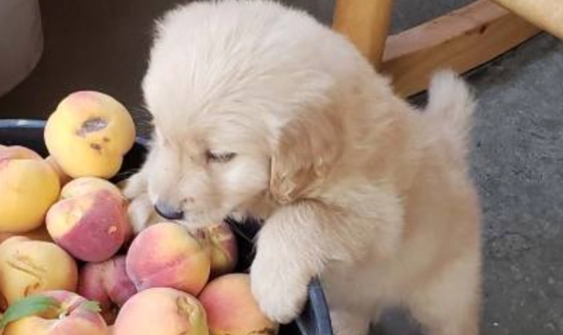 水蜜桃 狗 可以吃嗎