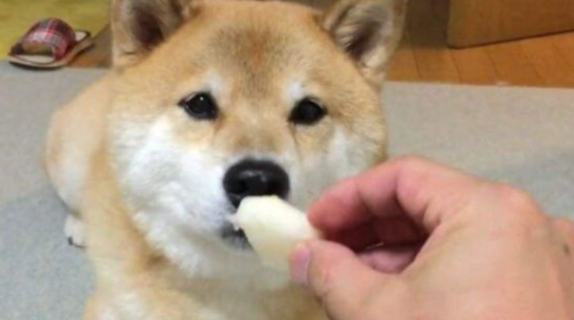 水蜜桃 狗 可以吃嗎