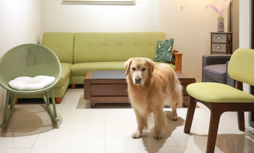 田尾帶寵物民宿