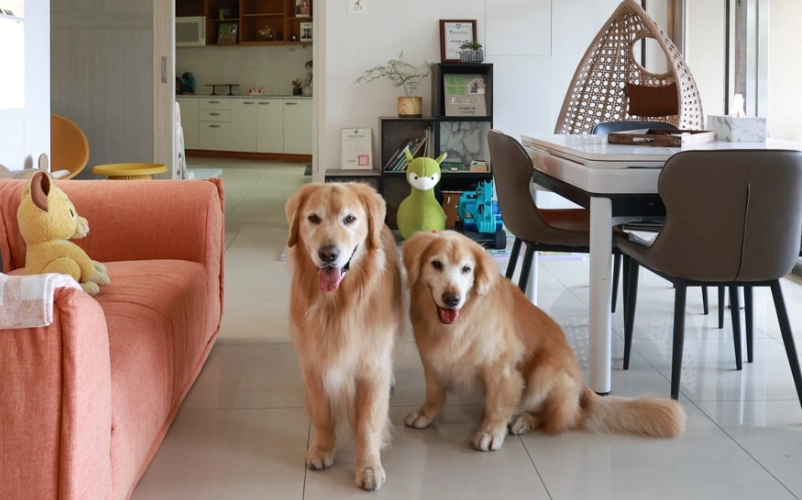 田尾帶寵物民宿