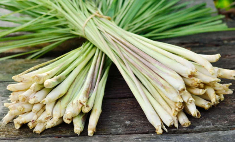 香茅精油使用禁忌