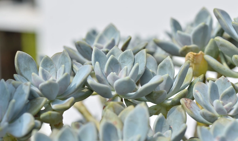 石蓮花怎麼吃 石蓮花怎麼吃