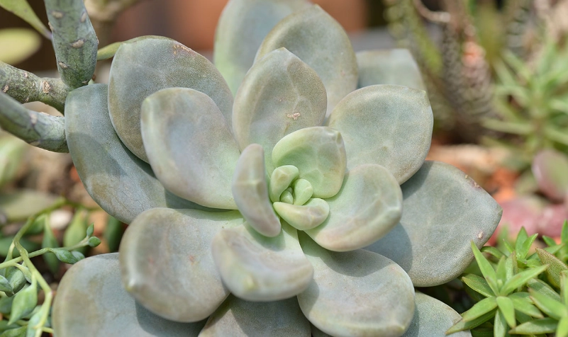 石蓮花怎麼吃 石蓮花怎麼吃
