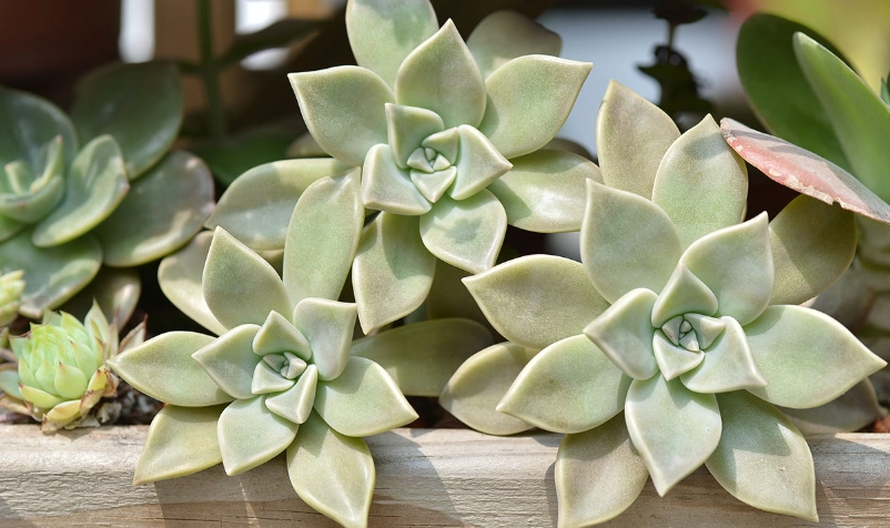 石蓮花怎麼吃 石蓮花怎麼吃