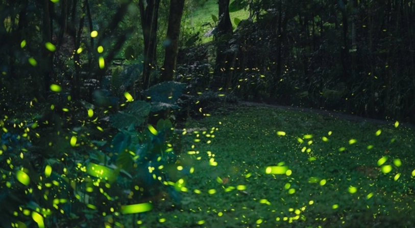 螢火蟲季節台中