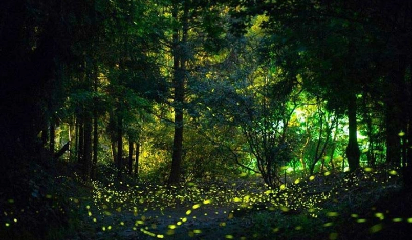 台中螢火蟲免費