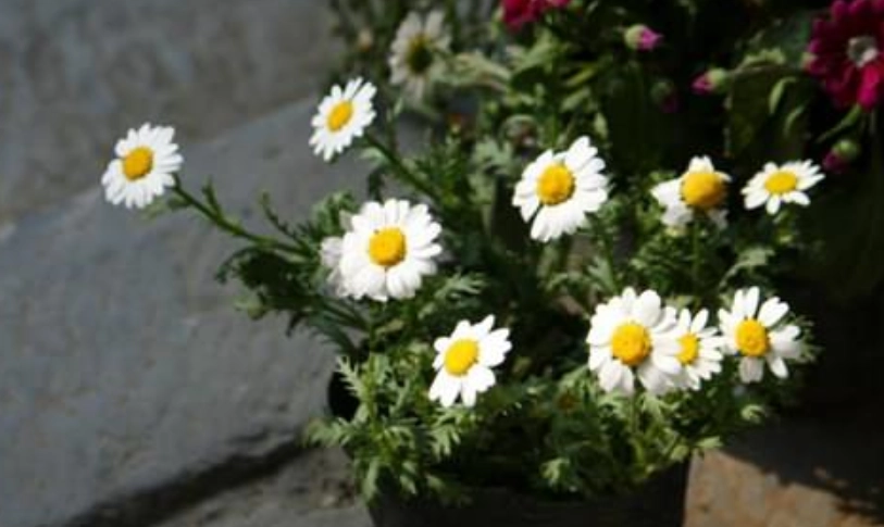 陽台盆栽推薦 陽台盆栽推薦