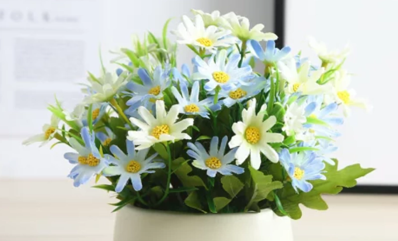 小雛菊怎麼養 小雛菊怎麼養