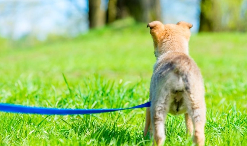 狗狗拉血嘔吐 狗狗拉血嘔吐