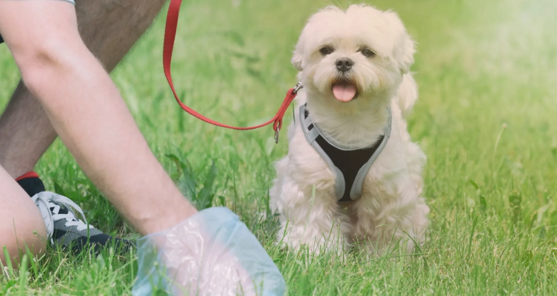 犬出血性腸胃炎 犬出血性腸胃炎