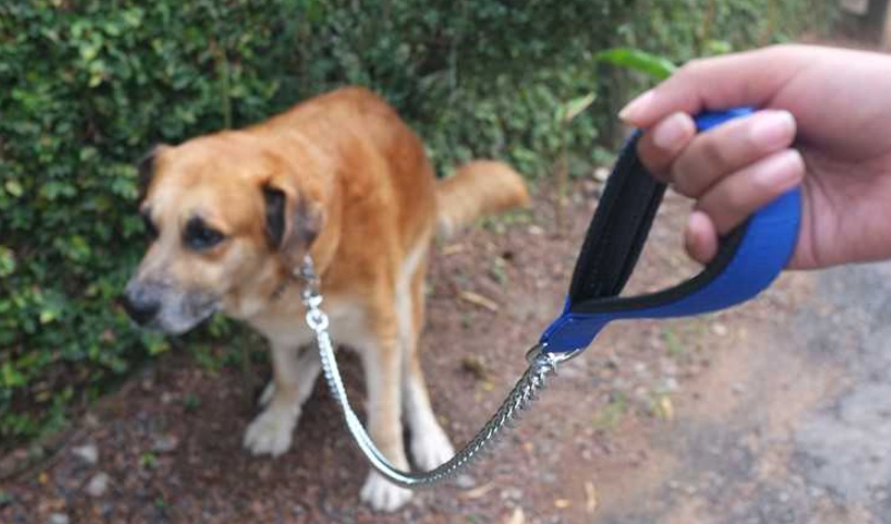 狗拉肚子帶血 狗拉肚子帶血