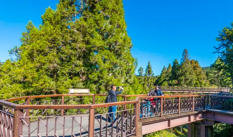 阿里山一日遊行程