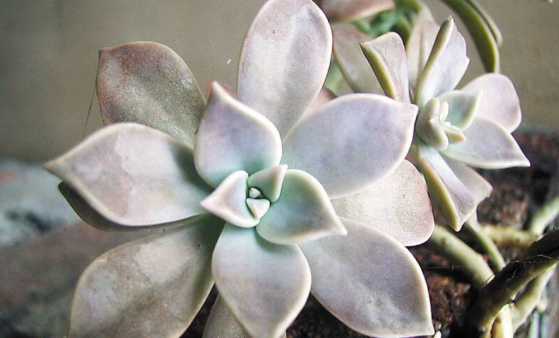 石蓮花禁忌 石蓮花禁忌