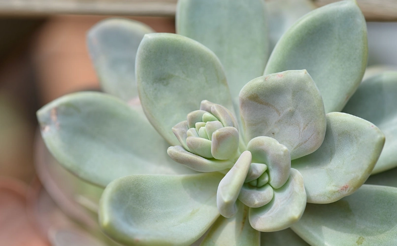 石蓮花禁忌 石蓮花禁忌