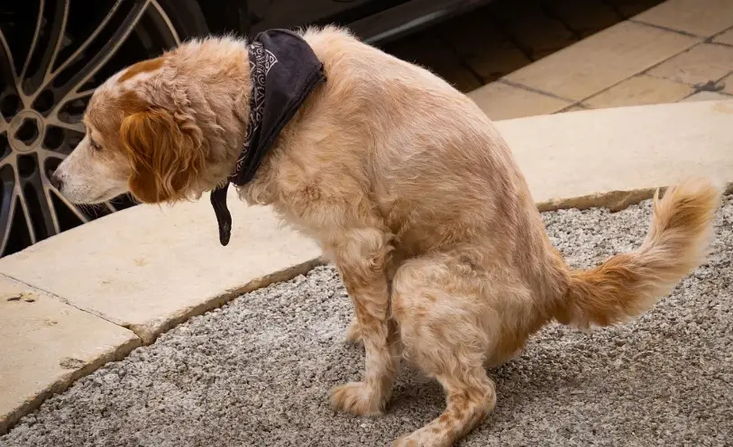 犬出血性腸胃炎 犬出血性腸胃炎