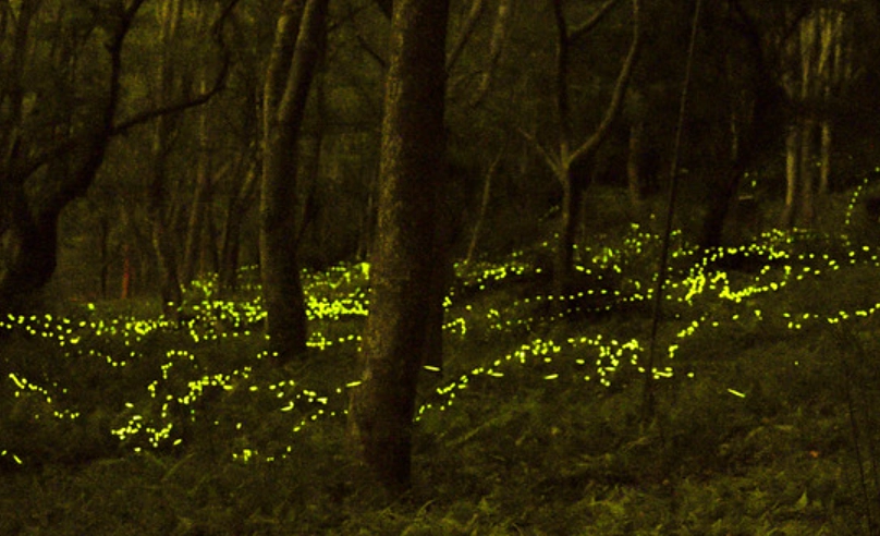 螢火蟲季節台中