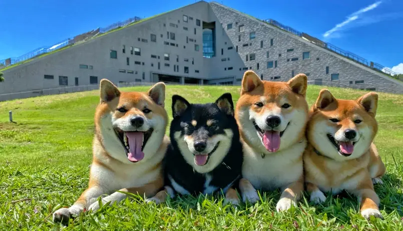 北台灣寵物友善