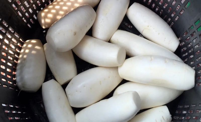 脆口醃蘿蔔祕訣