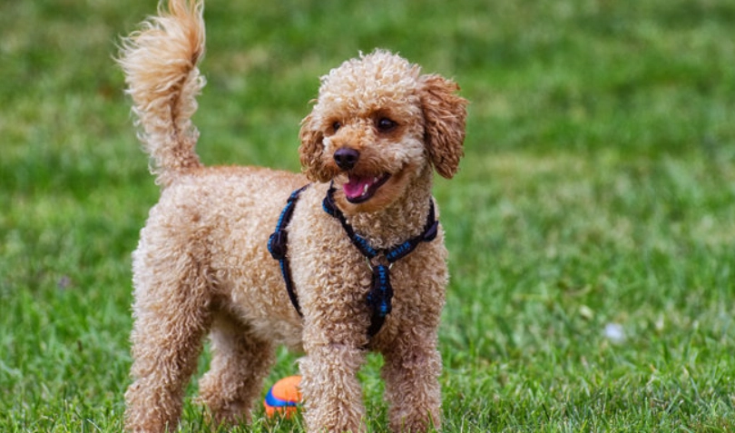 貴賓狗遺傳疾病