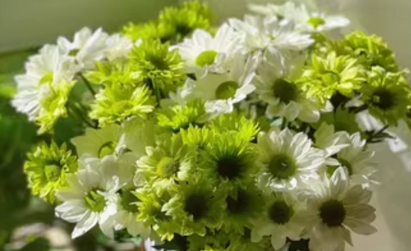 陽台盆栽推薦 陽台盆栽推薦