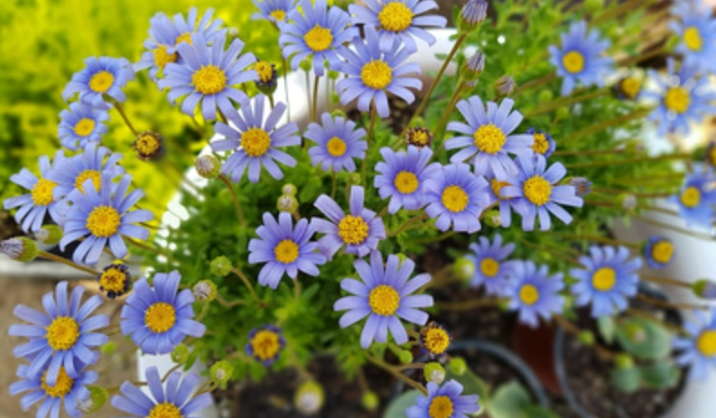 陽台盆栽推薦 陽台盆栽推薦