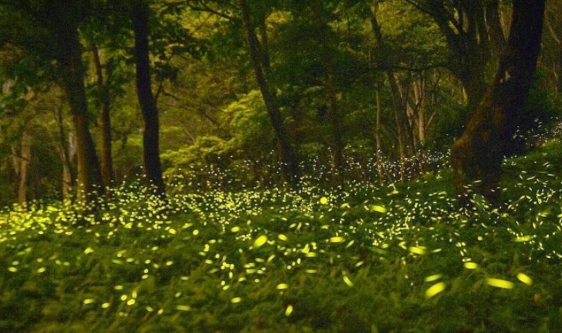 螢火蟲季節台中