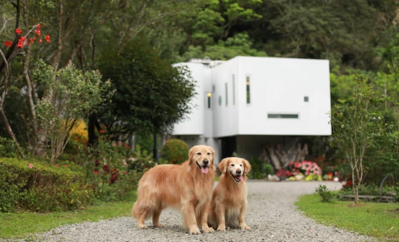 奮起湖寵物友善旅遊全攻略：帶毛孩住宿、美食、步道推薦