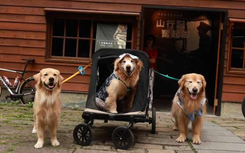 奮起湖寵物友善民宿