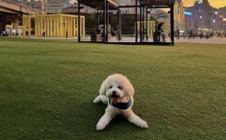 台北室內遛狗場